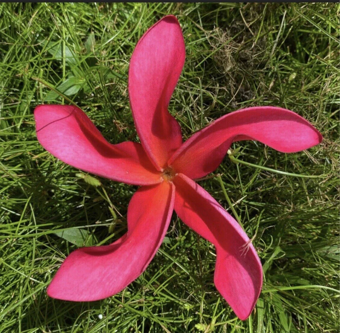 Rooted Plumeria Cutting - Cosmos Variety - 20 Inches - Frangipani - Hawaii Grown, Tropical Flowering Plant