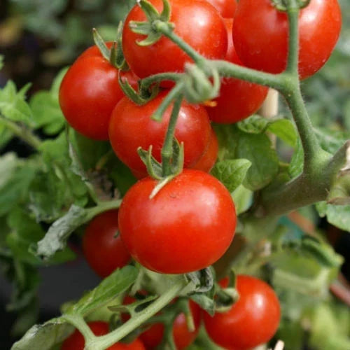 Cherry Tomato Seeds - Large Red Heirloom Non-GMO Solanum lycopersicum for Organic Gardening, Juicy, Sweet, Indeterminate, Seed Packet