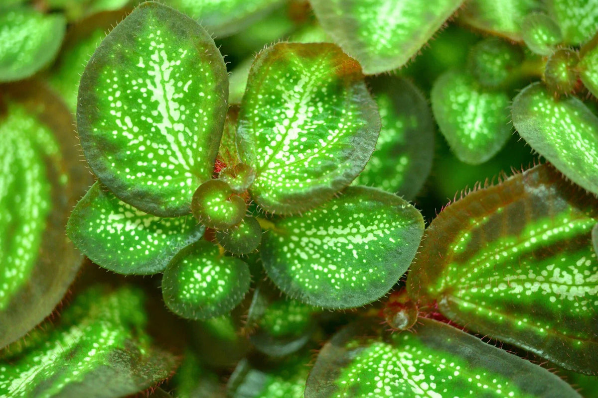 Rare Sonerila White Galaxy Terrarium Plant - Melastome Indoor Potted Plant, Unique Collector's Indoor Garden