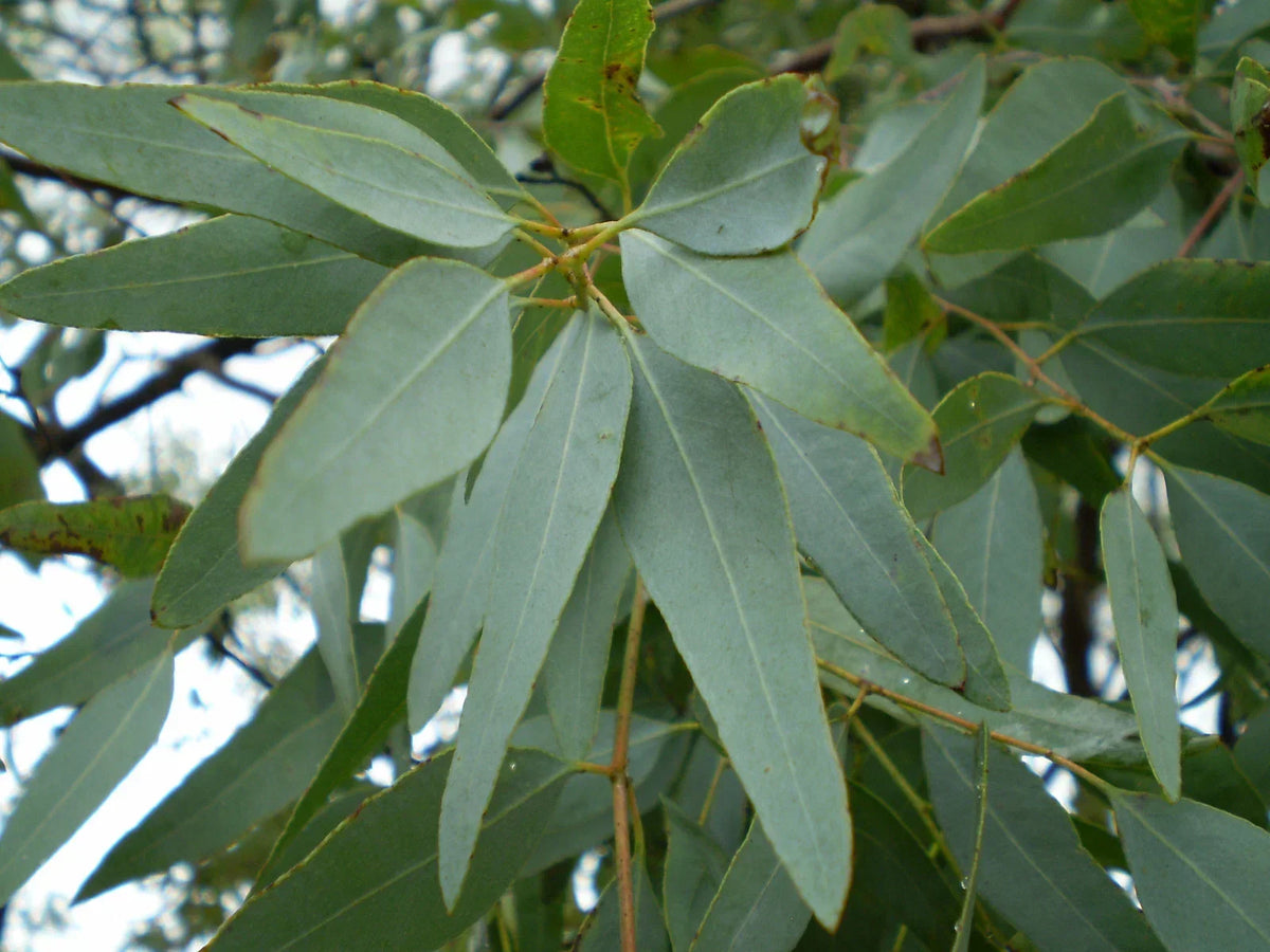 Lemon Eucalyptus Tree Seeds - 7 Seeds Per Packet - Aromatic & Medicinal Corymbia citriodora