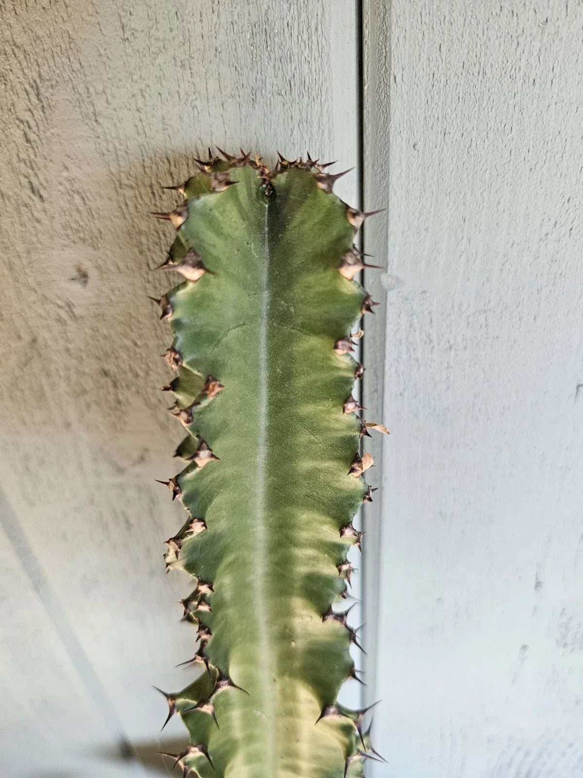 Euphorbia ammak Cutting - 16-17" Succulent Plant for Indoor & Outdoor Gardens, African Milk Barrel