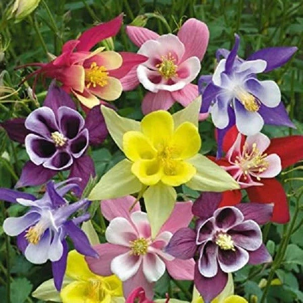 Giant Mix Columbine Seeds - Perennial Flower Seeds - Aquilegia spp. - Vibrant Colors, Butterfly & Hummingbird Attracting