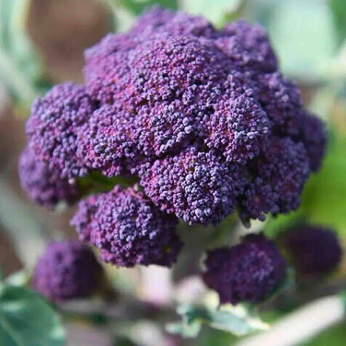 Early Purple Sprouting Broccoli Seeds 400+ Count | NON-GMO Heirloom Brassica oleracea var. italica