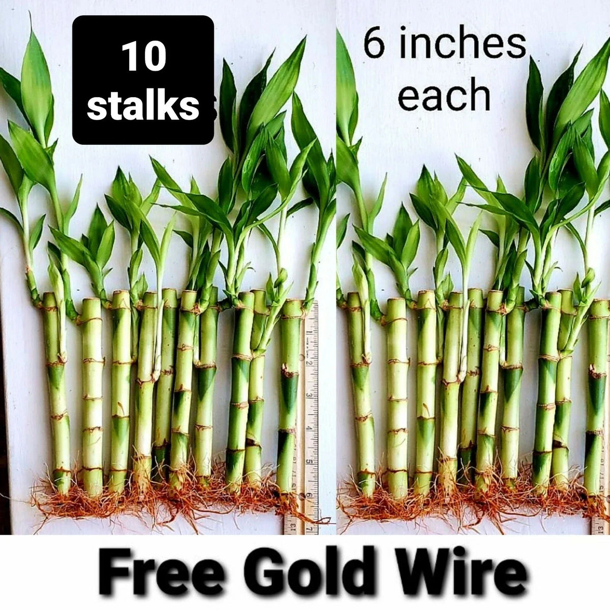Lucky Bamboo Plants 6-Inch Potted Dracaena sanderiana 10 Pack with Free Gold Wire Indoor Feng Shui Gift