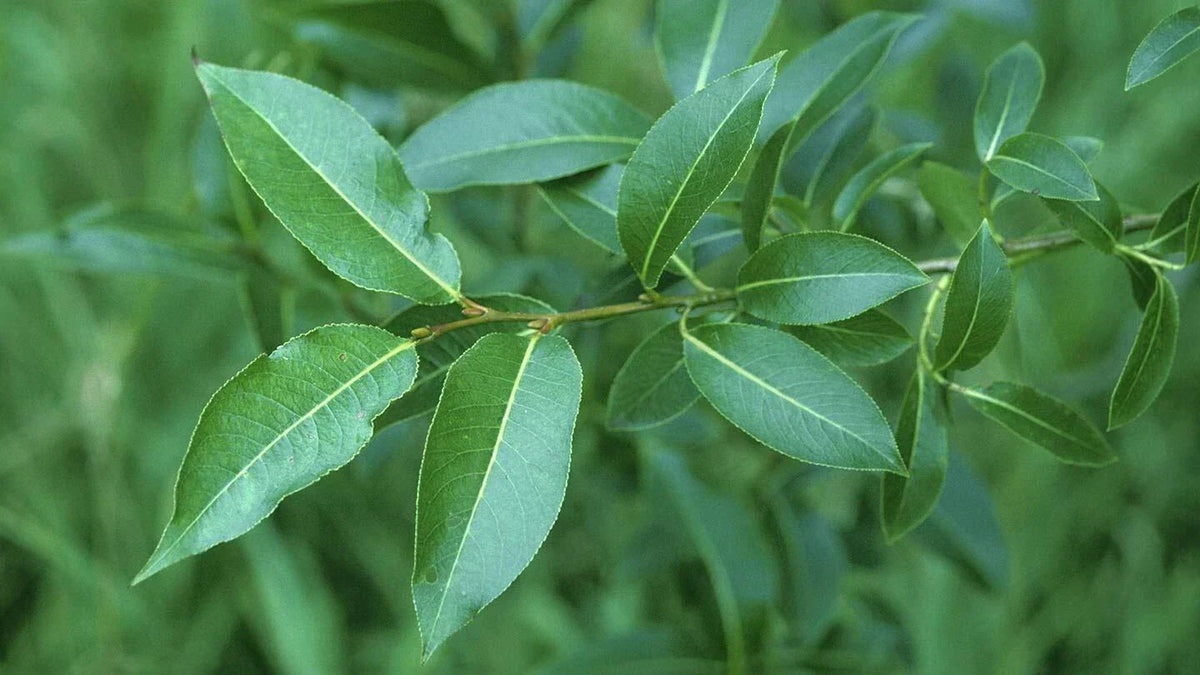Bay Leaf Willow Cuttings - 2 Pack - Salix pentandra for Gardening & Landscaping