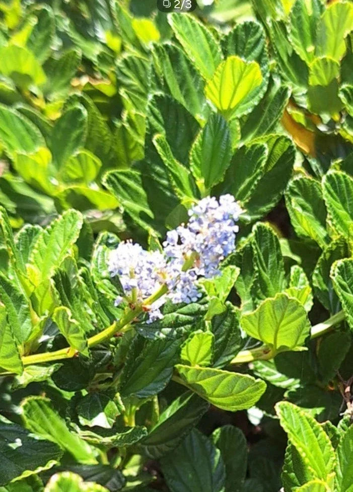 Organic Live California Lilac Cuttings - 10 Blue Blossom Ceanothus Horizontalis for Hedges & Ground Cover