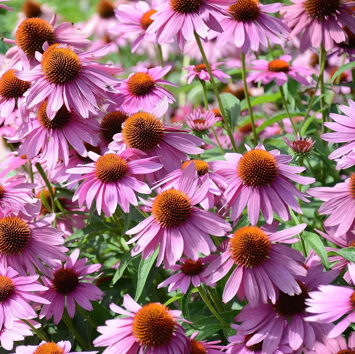 Echinacea Seeds - 1000 Count Purple Coneflower Wildflower Seeds - Perennial Garden Flower - Echinacea purpurea