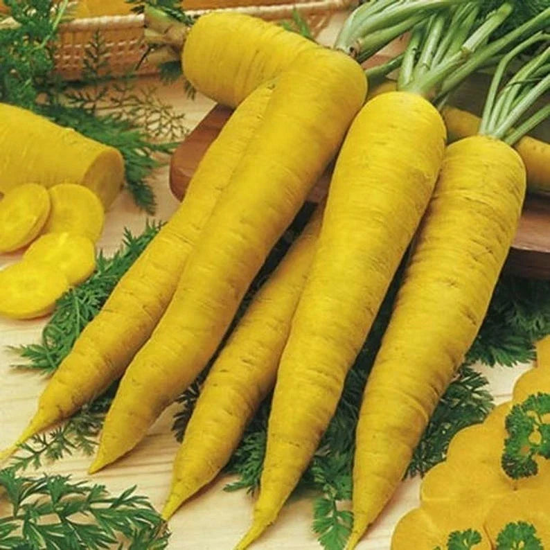 Solar Yellow Carrot Seeds - Non-GMO Daucus carota for Home Garden & Container Growing
