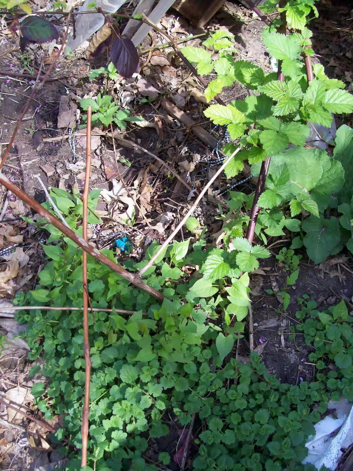 Thornless Blackberry Bush Rooted Cutting 4 Inches | Rubus fruticosus for Home Gardens