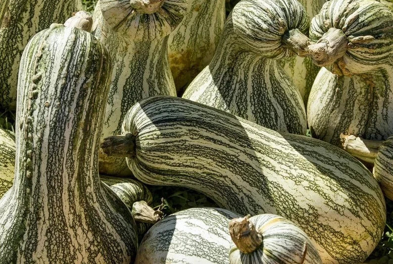 Cushaw Green Striped Squash Seeds – Organic, Pack of 10 – Cucurbita mixta – Heirloom Vegetable Seeds for Home Garden