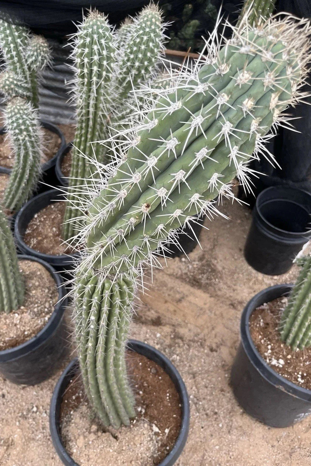 Argentinian Saguaro Cutting XL Stetsonia Coryne Live Plant with Thick Spines, Cactus for Indoor & Outdoor Decor