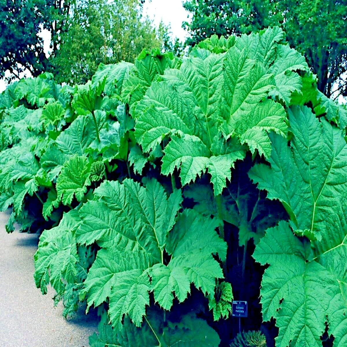 Gunnera Manicata Seeds - 25 Count, Giant Hardy Exotic Plant, Dinosaur Food, Perennial, Rare Tropical Foliage Seeds