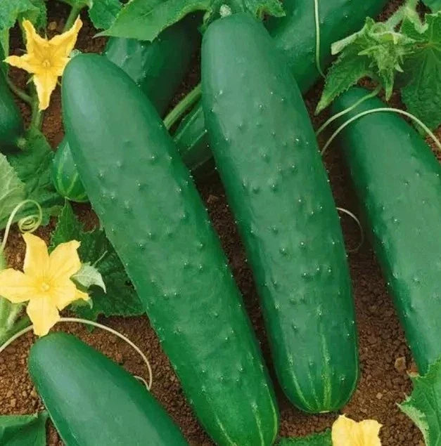 Double Yield Organic Heirloom Cucumber Seeds - Non-GMO, High Yield, Cucumis sativus, Vegetable Seed Packet