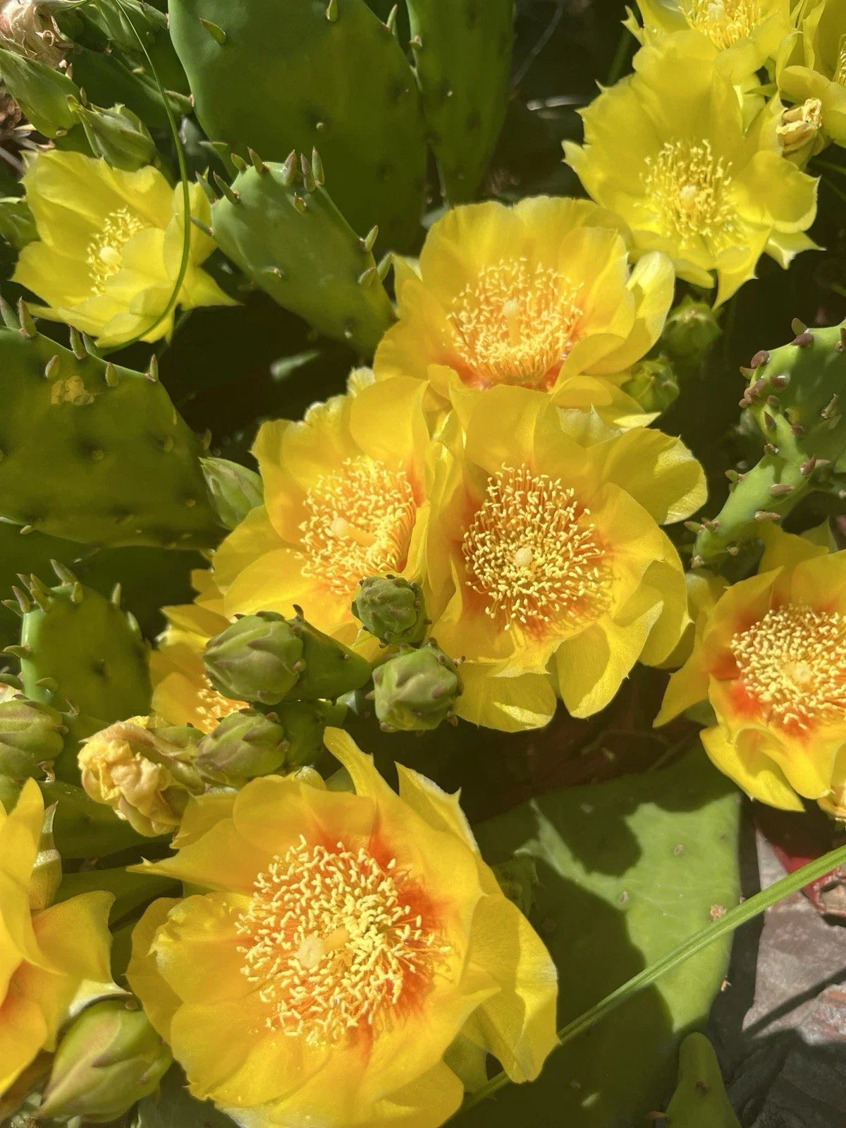 Cold Hardy Paddle Cactus Cuttings 3 Pack Opuntia Humifusa ‘Inermis’ Unrooted Succulents for Gardening