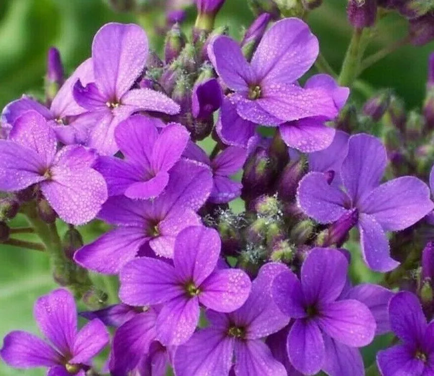 Dame's Rocket Flower Seeds - 500+ Purple Biennial Seeds for Garden, Attracts Bees, Hesperis matronalis