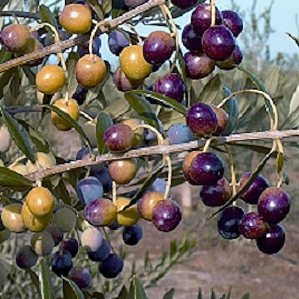 Olive Tree Starter Plant 4-6 Inches Tall Well-Rooted Olea europaea for Garden or Patio, Buy 1 Get 1 Free