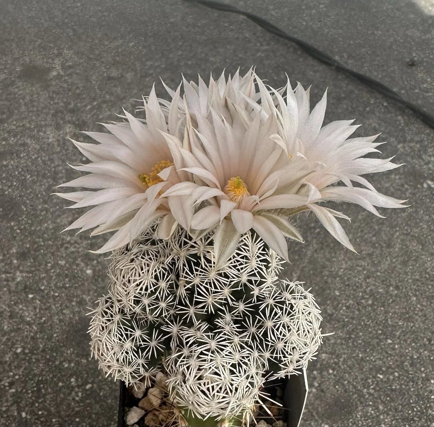 Escobaria Abdita Cactus Seeds – Rare Succulent Seeds for Indoor and Outdoor Gardening, North American Desert Flora, 25 Seeds