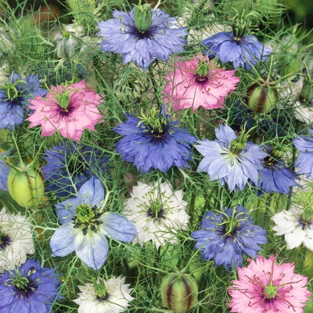 Nigella Seeds - Love-in-a-Mist Mix - Double Flowers - 100 Seeds - Nigella damascena