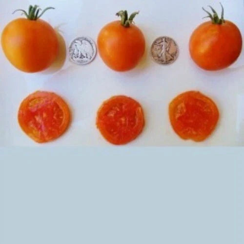 Jaune Flammee Tomato Seeds - 25 Count, Golden-Orange, Lycopersicon esculentum, Heirloom, Non-GMO, Fresh 2023 Harvest