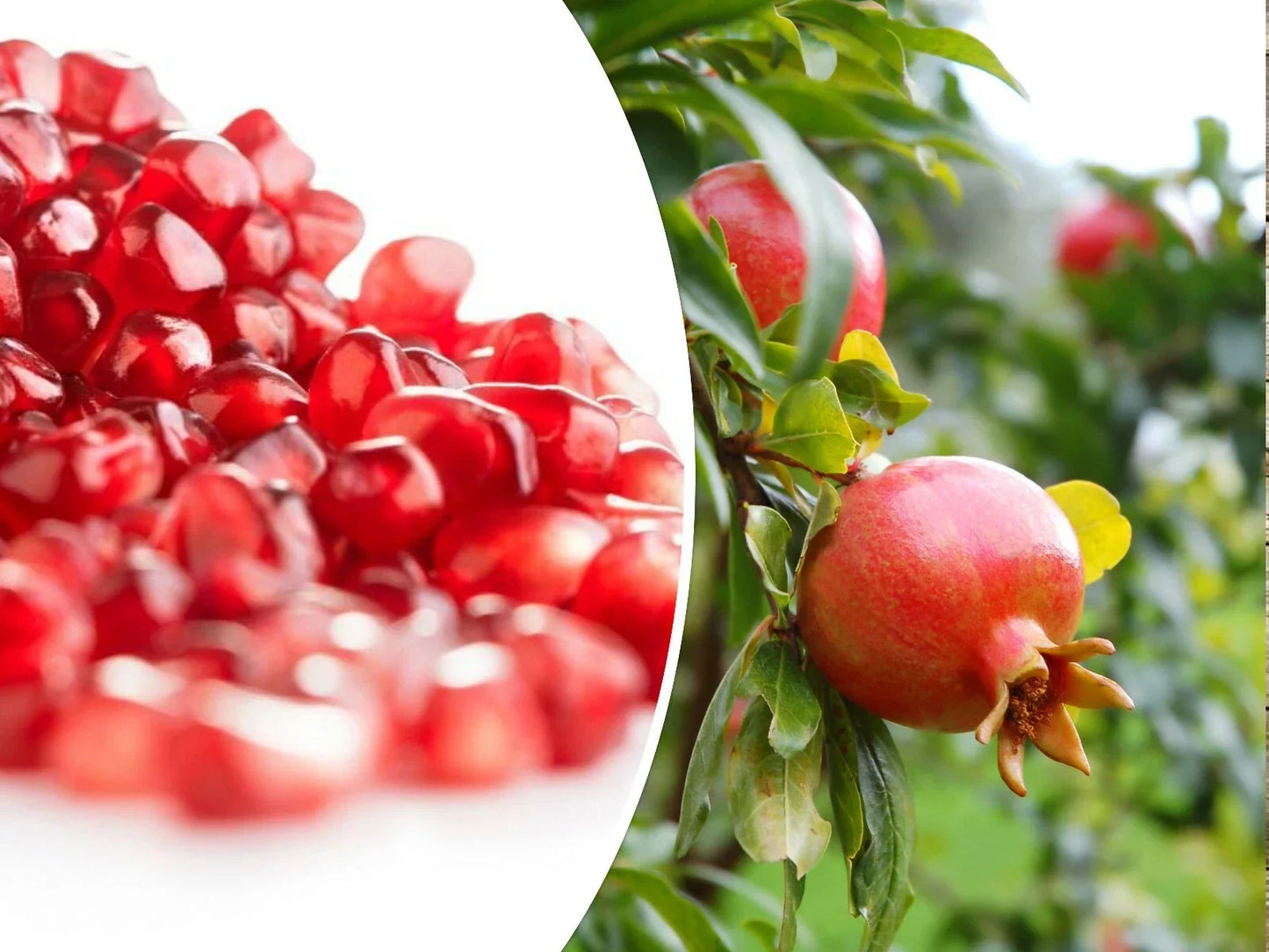 25 Pomegranate Seeds Punica granatum for Home Gardening, Edible Fruit, Landscaping, Tropical Shrub