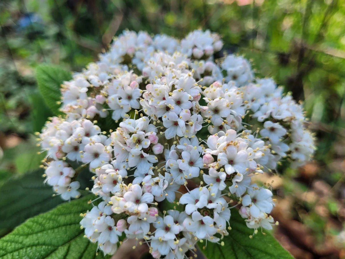 Viburnum Allegheny Cuttings – Hardy Flowering Bush for Hedges – Viburnum trilobum Propagation – 6 Live Plant Cuttings