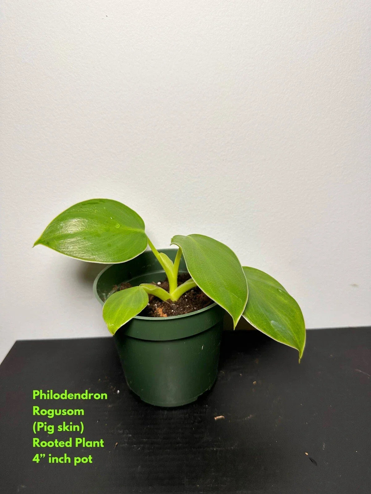 Philodendron Rogusom Top Cutting | Pig Skin Variety | Indoor Houseplant | Rooted Plant for Gardening