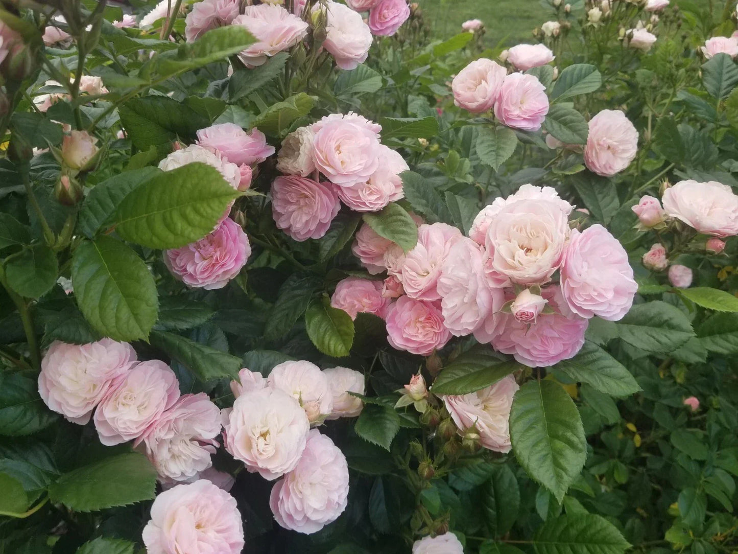 Fresh Unrooted Stem Cuttings of Bouquet Parfait Rose - Rosa 'Bouquet Parfait' for Propagation & Garden