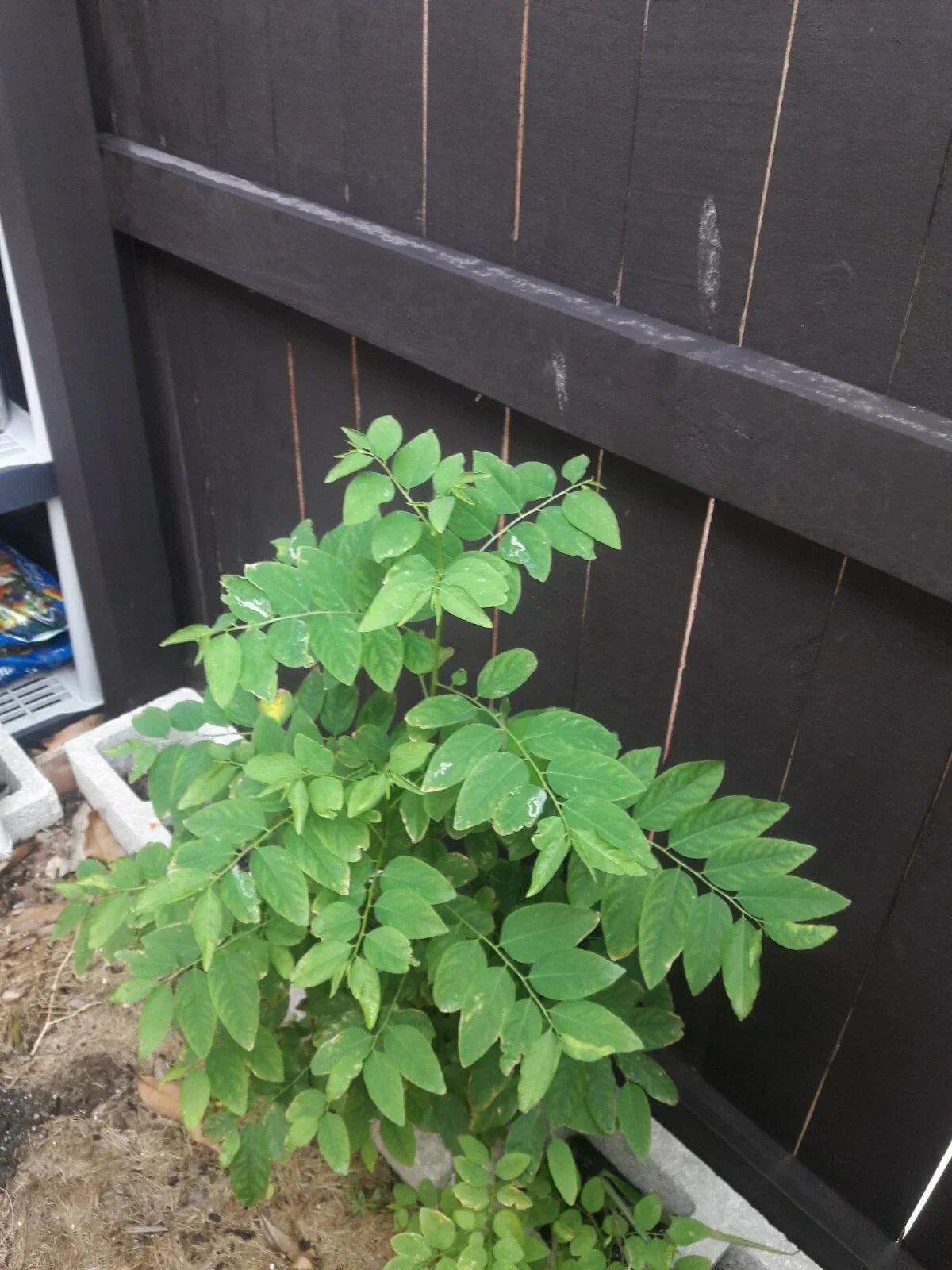 Katuk Cuttings - 8 Sweet Leaf Sauropus androgynus Nutty Flavor, 5-Inch Herb Plant for Gardening & Culinary Use