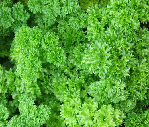 Parsley Moss Curled Seeds - Heirloom Culinary Herb for Cooking, Petroselinum crispum, 1000+ Seeds, Indoor & Outdoor Garden