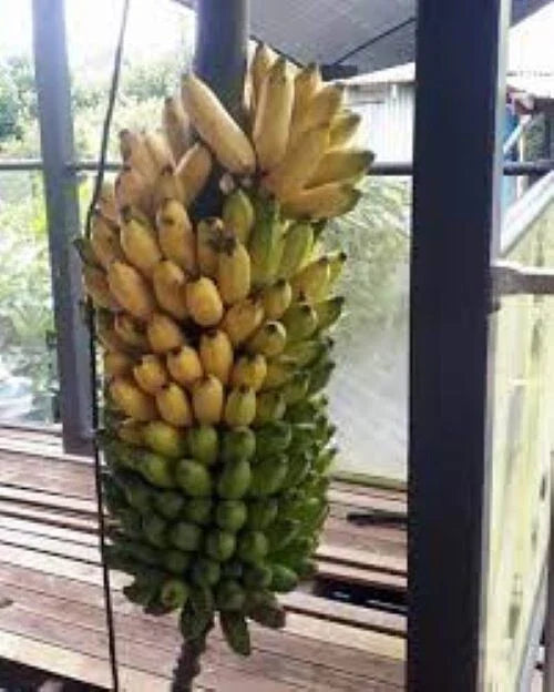 Pisang Ceylon Banana Tree Starter Plant - Small Rooted Musa acuminata - Tropical Fruit Plant for Garden & Container