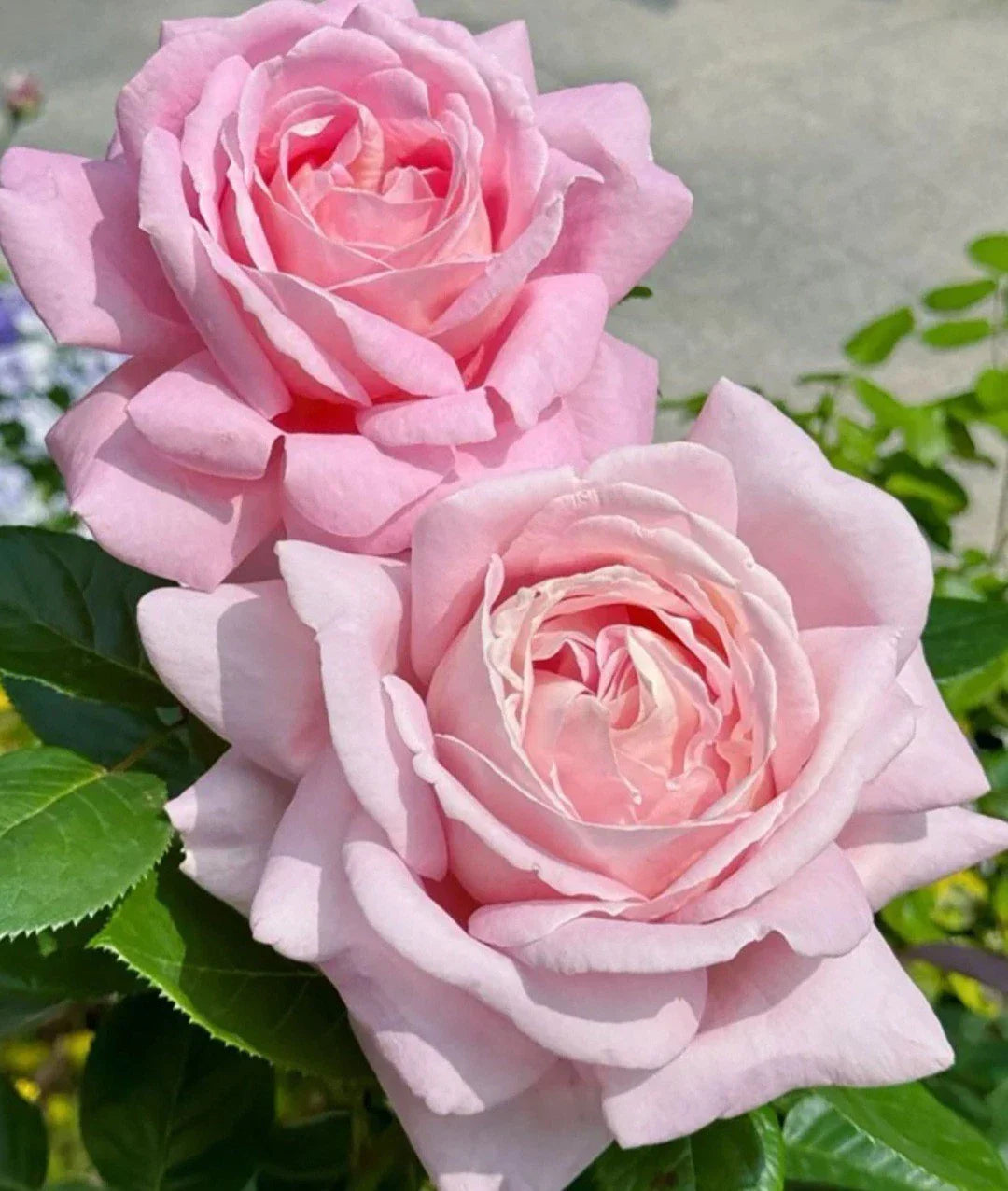 Light Pink Rose Cuttings - 3 Unrooted 5-8" Fresh Rosa spp. for Propagation and Gardening