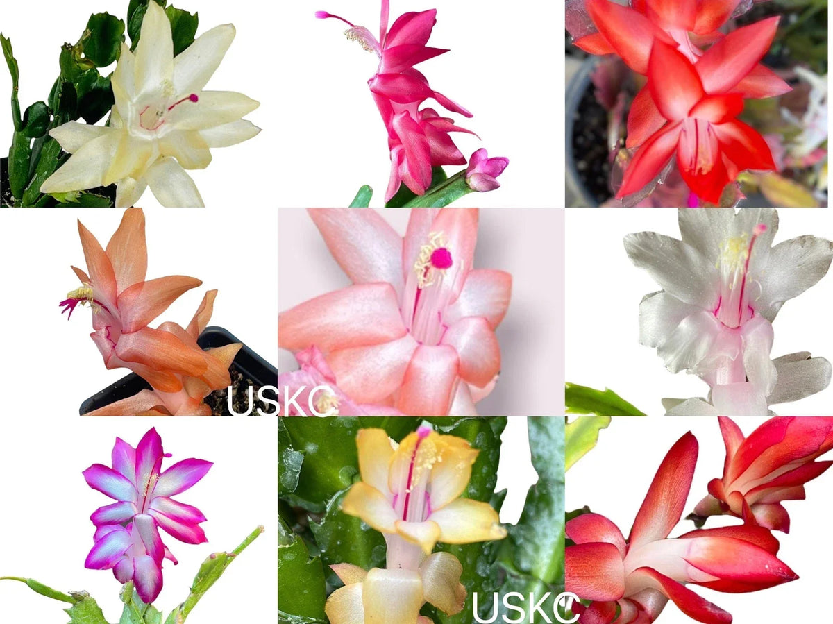 Unrooted Thanksgiving Cactus Leaf Cuttings - Schlumbergera truncata Propagation Supplies for Beginners