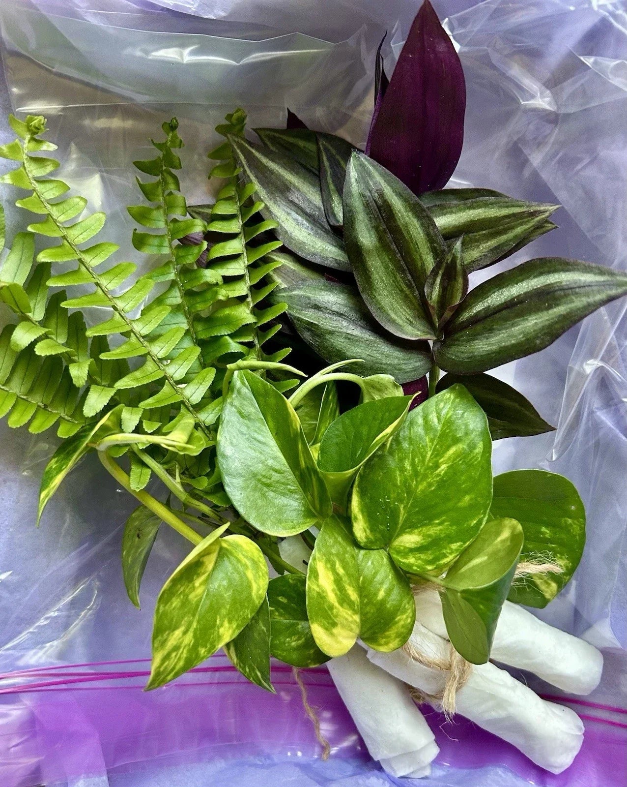 Rooted Plant Cuttings Pack - 15 Assorted Houseplants for Propagation - Indoor Gardening, Easy Care, Beginner Friendly