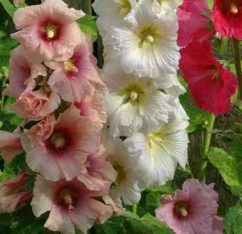 Hollyhock Flower Seeds - Summer Carnival Mix, Perennial Alcea rosea, Vibrant Colors, Easy to Grow, Full Sun, 30+ Seeds