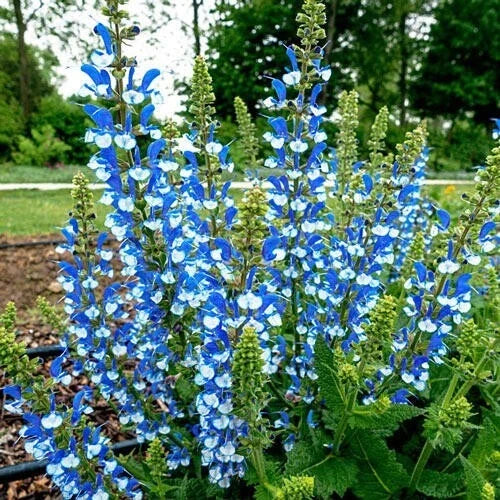 Azure Snow Salvia Seeds - 50 Perennial Flower Seeds for Hummingbirds, Blue Blooms, Salvia farinacea