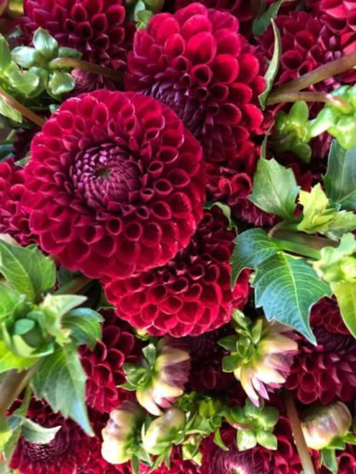 Cornel Dahlia Seeds - 25 Perennial Flower Seeds for Vibrant Blooms - Dahlia pinnata, Garden, Border, Container Plant