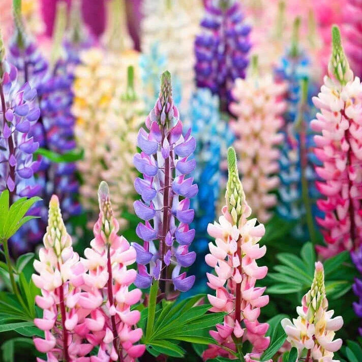 Pixie Delight Lupine Seeds | Non-GMO Flower Seeds for Gardens & Borders | Lupinus polyphyllus | 50-1,000 Seeds
