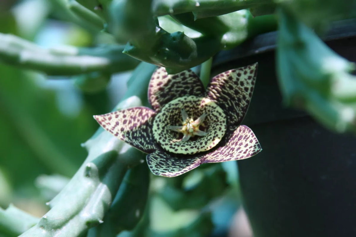 Unrooted Stapelia Variegata Succulent Plant, Orbea Starfish Carrion Toad Cactus, Unique Houseplant, Low Maintenance