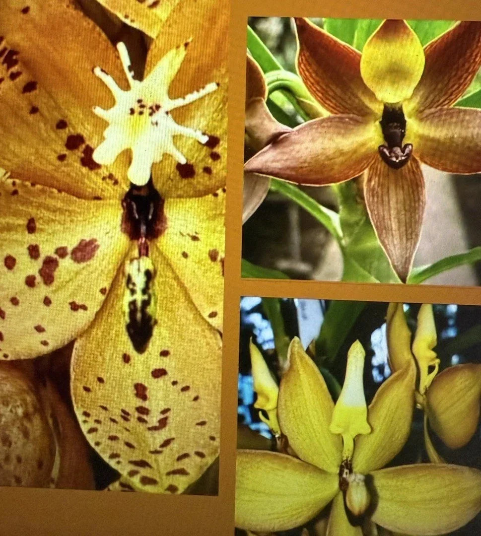 Orchid Plants Mix Box – 5 Assorted Bulbs, Cuttings & Seedlings – Indoor & Outdoor Orchidaceae Garden Plants