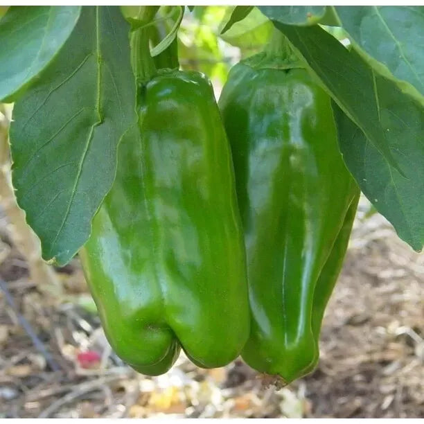 Big Bertha Sweet Pepper Seeds - Non-GMO Heirloom Capsicum annuum for Large, Juicy, Flavorful Peppers - 30+ Seeds Pack