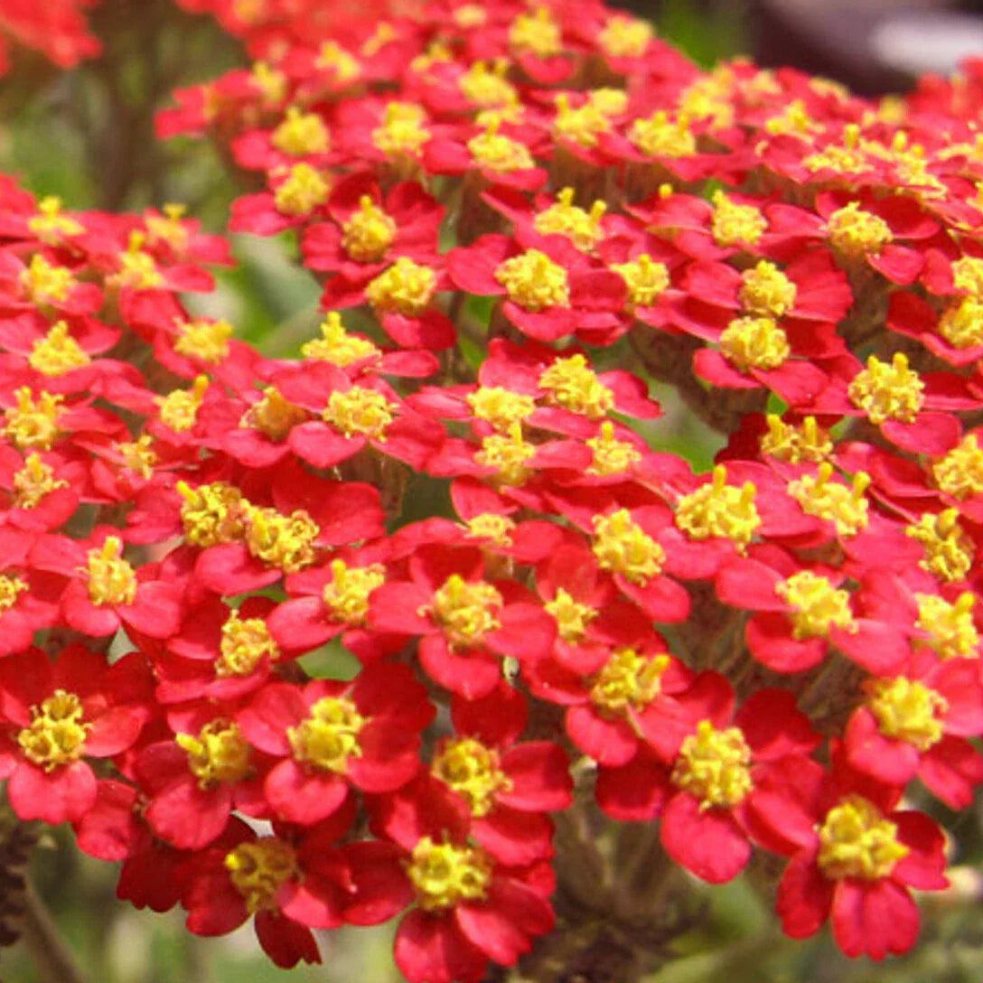Red Yarrow Seeds - Achillea millefolium Perennial Flower Seeds for Garden, Wildflower, Pollinator Attractant, Non-GMO, Pack of 100