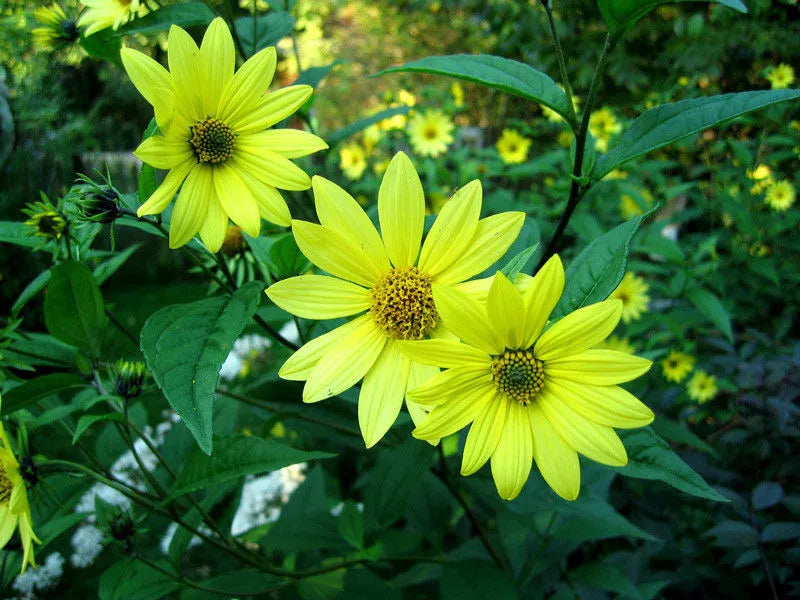 Lemon Queen Sunflower Seeds - 80 Pack, Bright Yellow Blooms, Helianthus annuus, Non-GMO, Attracts Pollinators, Garden Planting