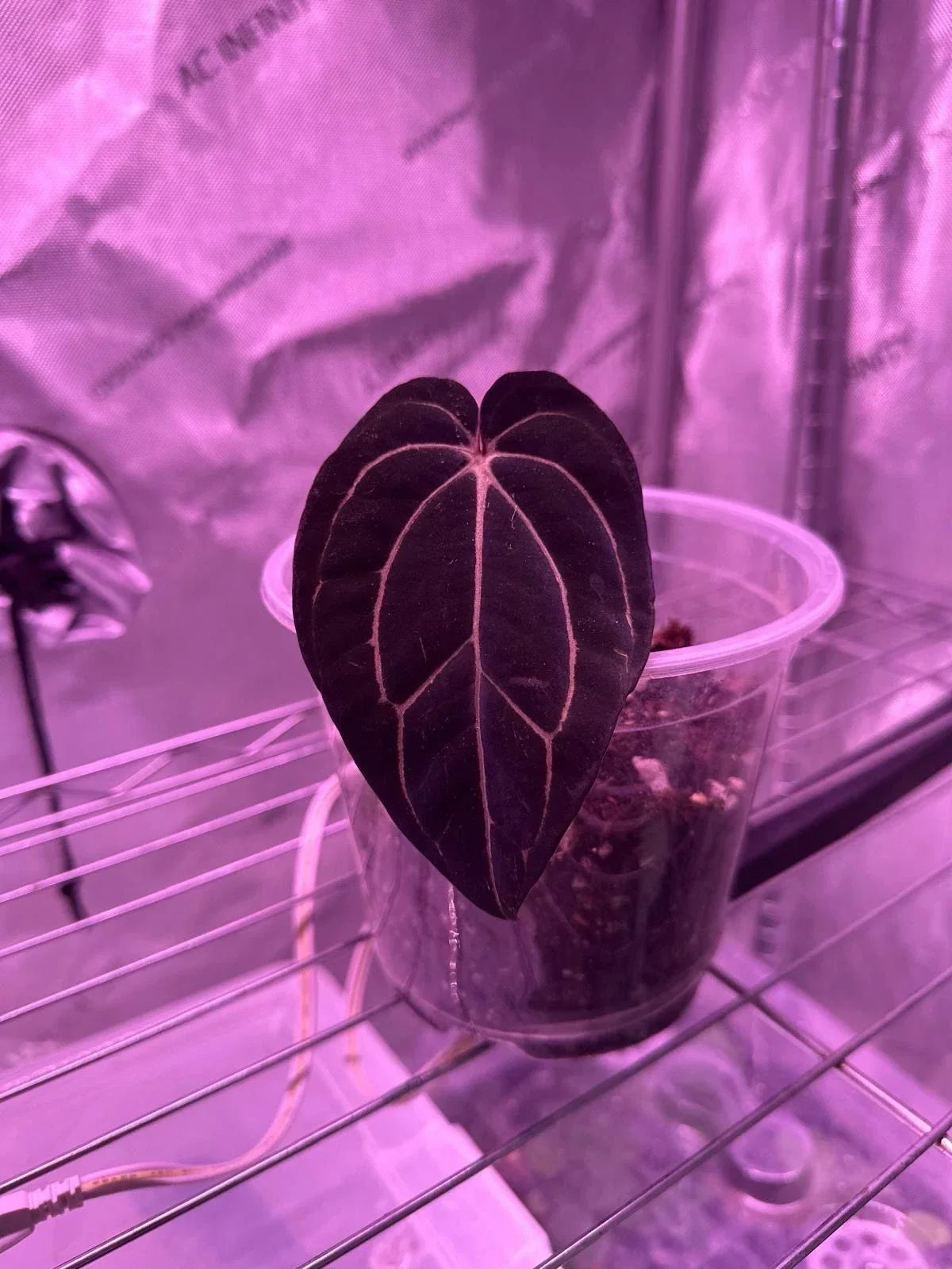 Anthurium Carlablackiae Live Plant – Rare 1 Leaf Cutting, Exotic Indoor Houseplant, Unique Foliage, Tropical Aroid
