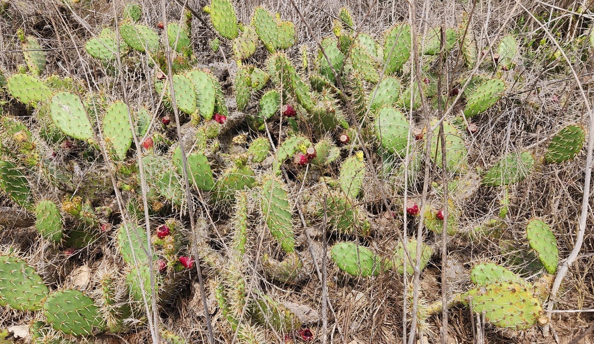 Coastal Prickly Pear Cactus Pad Cutting - Opuntia Littoralis - Drought-Tolerant Succulent for Garden, Xeriscape & Container Planting