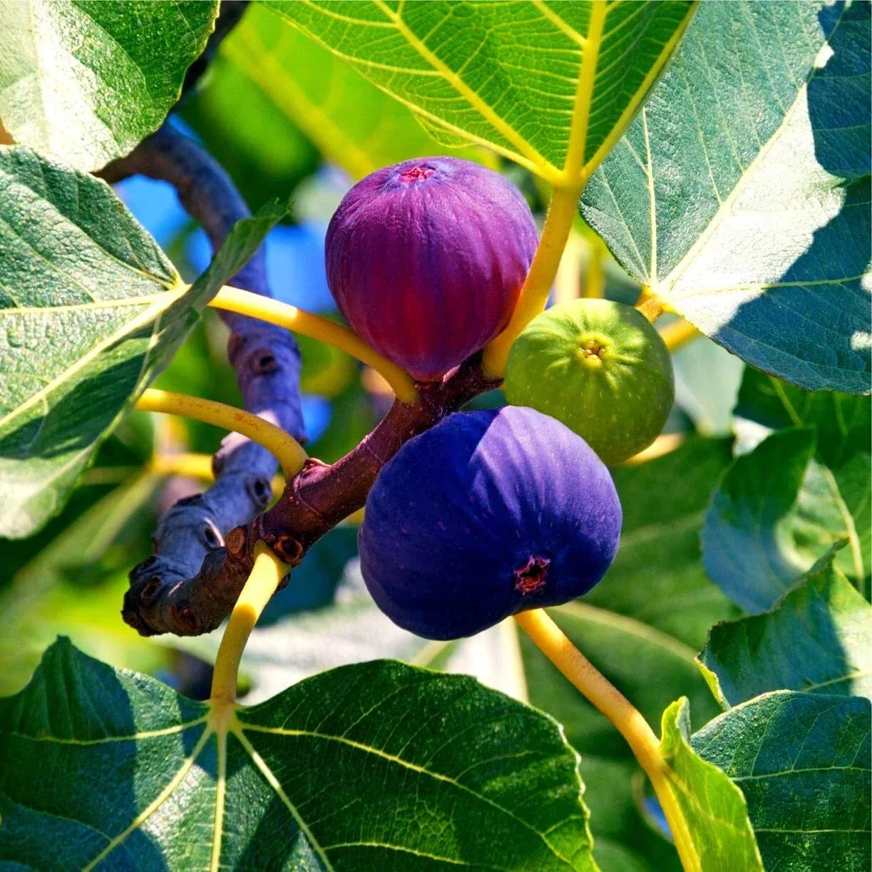 Edible Fig Tree Seeds - 10 Pack - Ficus carica - Non-GMO Heirloom Fruit Seeds
