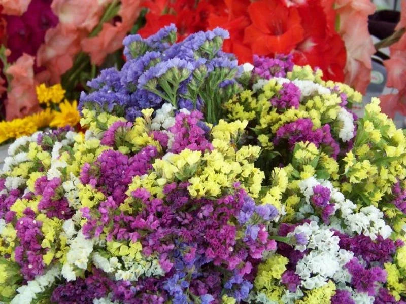 Statice Seeds - Everlasting Flower Mix, 75 Count, Limonium sinuatum, Dried & Fresh Flower Garden, Coastal Plants, Long-Lasting Blooms