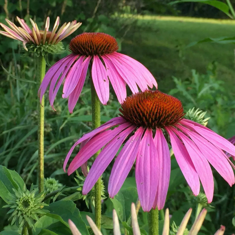 Echinacea Magnus Coneflower Seeds - Purple Perennial - Set of 20+ Seeds