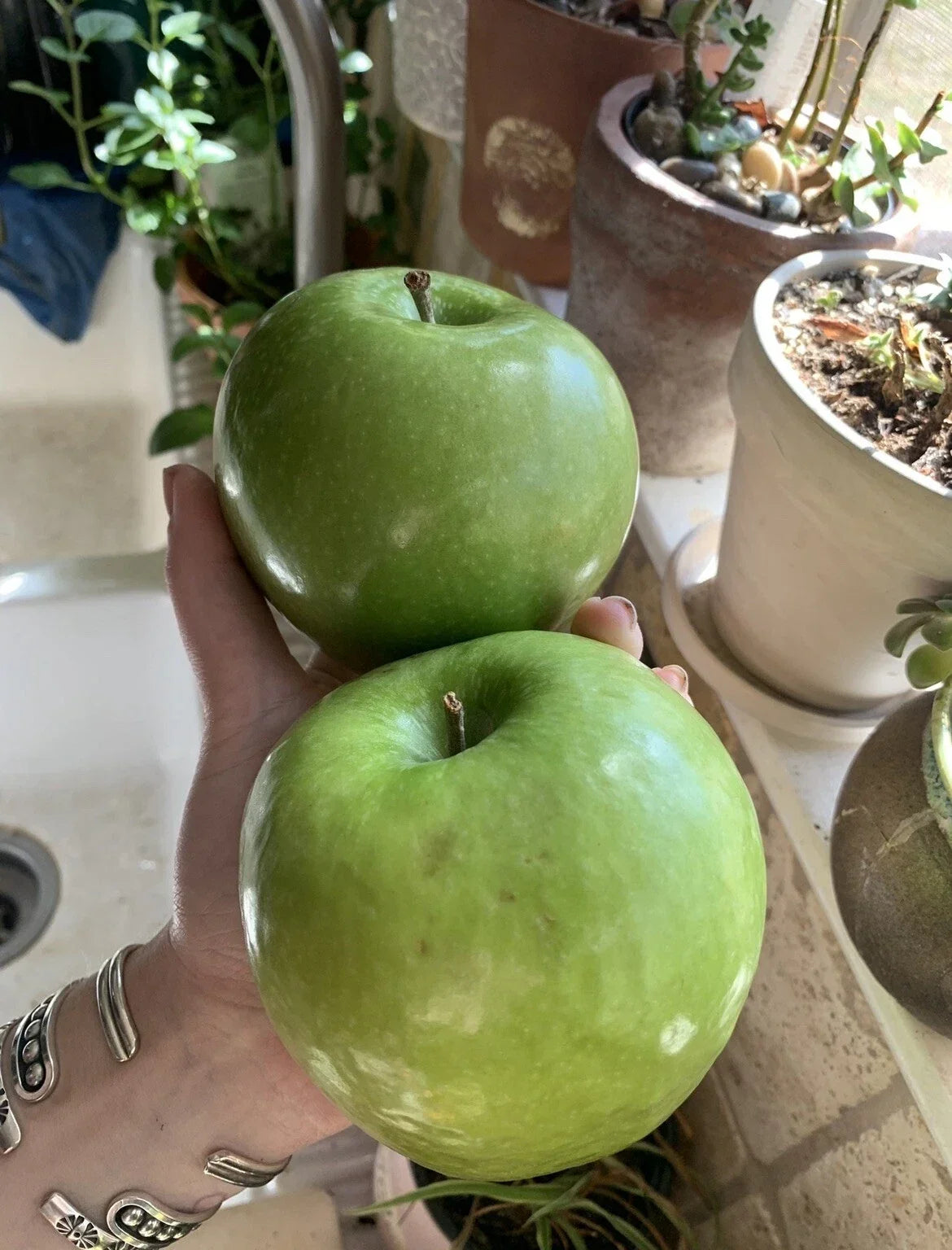 Organic Granny Smith Apple Seeds - Heirloom Fruit Tree for Home Garden, Malus domestica, 5 Pack