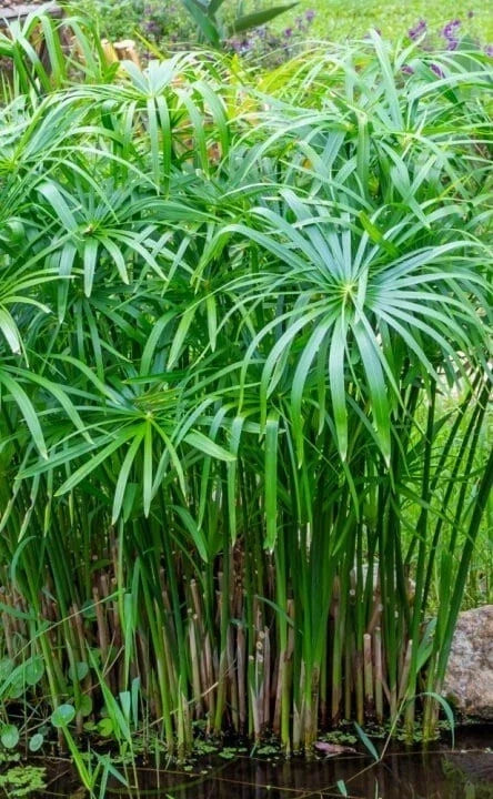 Umbrella Palm 'Baby Tut' Live Plant - 6" Aquatic Marginal Starter - Cyperus gracilis Water Garden Plant