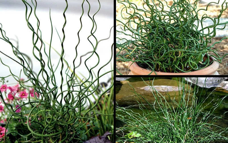 Big Twister Rush Live Starter Plant 12-20 inches | Juncus effusus 'Big Twister' Ornamental Grass
